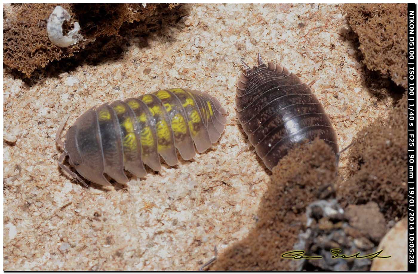 Armadillidium granulatum